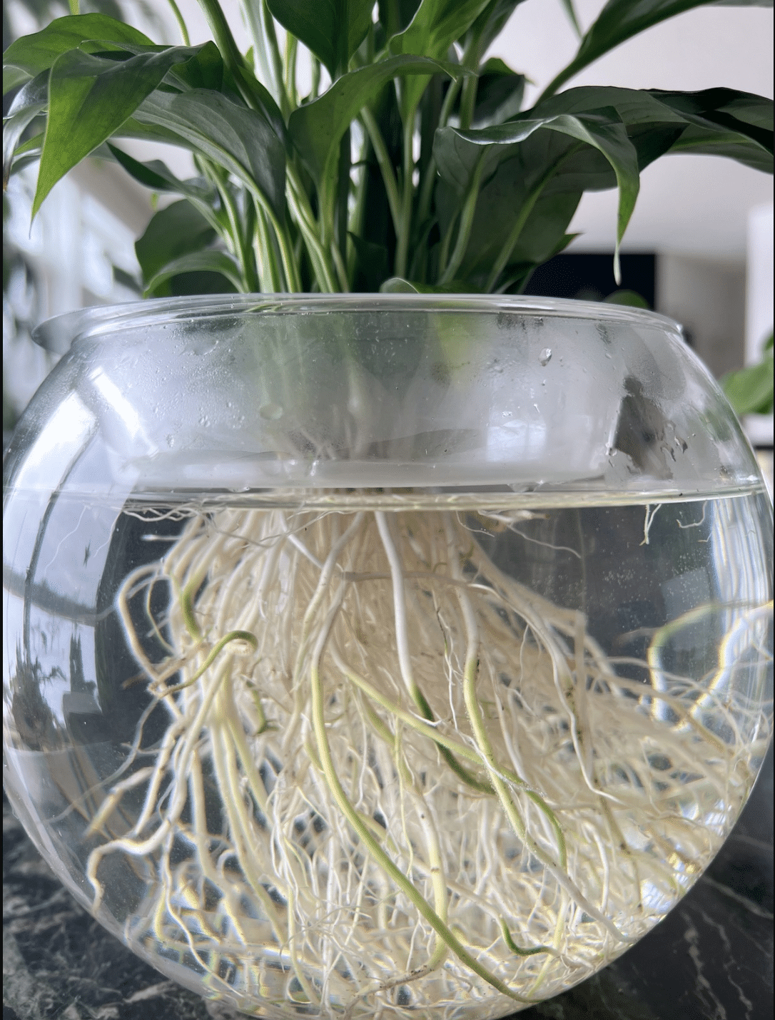 variegated peace lily in water, and its bearing roots